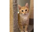 Adopt BISCOTTI a Tabby, Domestic Short Hair