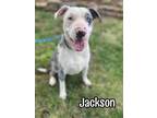 Adopt Jackson a Catahoula Leopard Dog