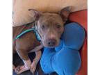 Adopt May a American Staffordshire Terrier