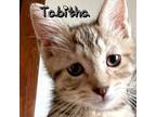 Adopt Tabitha a Domestic Short Hair, Tabby