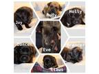 Adopt Eve & Lab Puppies a Black Labrador Retriever