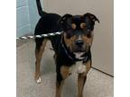 Adopt Wentz a Black Rottweiler / Mixed dog in Noblesville, IN (33010947)
