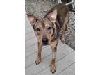 Adopt Layla a Brown/Chocolate - with Tan Shepherd (Unknown Type) / Mixed dog in