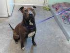 Adopt FUDGE a Brown/Chocolate - with White American Pit Bull Terrier / Shar Pei