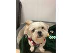 Adopt Roscoe a Shih Tzu / Mixed dog in Sprakers, NY (33572745)
