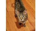 Adopt PUMPKIN a Brown Tabby Domestic Shorthair (short coat) cat in Lincoln