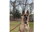 Adopt IZZY (COURTESY LISTING) a Black - with Tan, Yellow or Fawn German Shepherd
