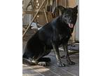 Adopt Grace a Black - with Tan, Yellow or Fawn German Shepherd Dog / Labrador