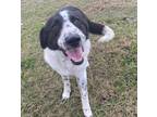 Adopt Clover a Black - with White Great Pyrenees / Border Collie dog in Wolcott