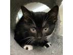 Adopt Beth a All Black American Shorthair / Domestic Shorthair / Mixed cat in