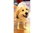 Adopt Finley a White Great Pyrenees / Mixed dog in Pittsburgh, PA (33574305)