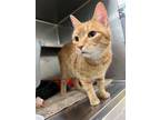 Adopt FRESCA a Orange or Red Domestic Shorthair / Domestic Shorthair / Mixed cat