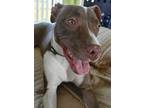 Adopt Gypsy a American Pit Bull Terrier / Mixed dog in Lake Charles