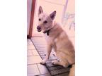 Adopt Dodger a White German Shepherd Dog / Mixed dog in Hoffman Estates