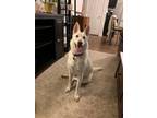 Adopt Moxie a White German Shepherd Dog / Mixed dog in Hoffman Estates