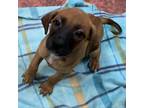 Adopt Malibu a Tan/Yellow/Fawn Black Mouth Cur / Mixed dog in LaBelle