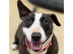 Adopt Sophia a Brown/Chocolate Bull Terrier / Mixed dog in Columbus