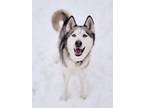 Adopt Sheba a Siberian Husky / Mixed dog in Sprakers, NY (33572746)