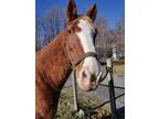 Beginner safe mare looking for the right home