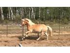 Stunning Haflinger witha ton of scope delivery included