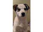 Adopt Willa~adopted! a White - with Black Border Collie / Beagle / Mixed dog in