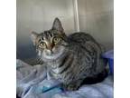 Adopt Val a Gray or Blue Domestic Shorthair / Mixed cat in Rock Falls
