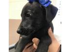 Adopt 220103K001 - Balou a Black Retriever (Unknown Type) / Mixed dog in