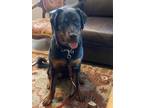 Adopt Dexter a Black - with Tan, Yellow or Fawn Rottweiler / Mixed dog in Davis