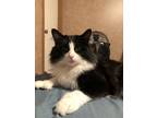 Adopt E.B. a Black & White or Tuxedo Domestic Mediumhair (medium coat) cat in