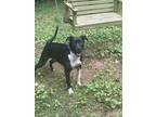 Adopt Olaf a Black - with White Labradoodle / American Pit Bull Terrier / Mixed
