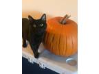 Adopt Nova a All Black Bombay / Mixed (medium coat) cat in Bellflower