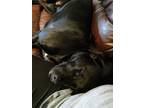Adopt Mojo a Black Labrador Retriever / Mixed dog in Arab, AL (33537019)