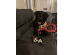 Adopt Tenaya a Black - with White Rottweiler / Great Pyrenees / Mixed dog in