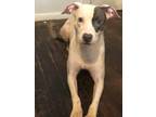 Adopt August a White American Pit Bull Terrier / Boxer / Mixed dog in West Palm