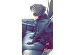 Adopt Jack a Black - with White Labrador Retriever / Mixed dog in Cleveland