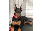 Adopt Astrid a Black - with Tan, Yellow or Fawn Doberman Pinscher / Mixed dog in