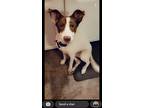 Adopt Chewy a White - with Brown or Chocolate Australian Shepherd / Golden