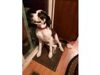 Adopt Dakota a Tricolor (Tan/Brown & Black & White) Greater Swiss Mountain Dog /