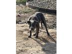 Adopt Bailey a Gray/Blue/Silver/Salt & Pepper American Pit Bull Terrier /