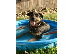 Adopt Axle a Black - with Tan, Yellow or Fawn German Shepherd Dog / Rottweiler /