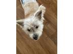 Adopt Lizzy a Tan/Yellow/Fawn Terrier (Unknown Type, Small) / Mixed dog in