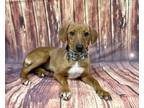 Adopt Loni a Red/Golden/Orange/Chestnut Labrador Retriever / Mixed dog in