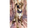 Adopt Alma - P a Red/Golden/Orange/Chestnut Labrador Retriever / Mixed dog in