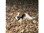 Adopt Rosalie a White - with Brown or Chocolate Coonhound / Mixed dog in North