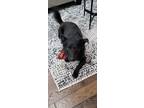 Adopt Nash a Black - with White Corgi / Border Collie / Mixed dog in Urbandale