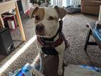Adopt Scrappy a White - with Red, Golden, Orange or Chestnut American Pit Bull