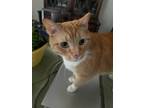 Adopt Eve a Orange or Red Tabby Domestic Shorthair / Mixed (short coat) cat in