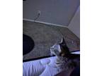 Adopt Rubi a Tan or Fawn Ocicat / Mixed (medium coat) cat in La Porte