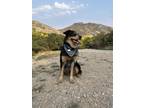 Adopt Rocky a Brown/Chocolate - with Black Australian Shepherd / Mixed dog in