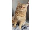 Adopt Goose a Orange or Red Domestic Shorthair / Domestic Shorthair / Mixed cat